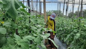 Gapoktan Gemah Ripah Desa Paringan Kecamatan Jenangan Berhasil Kembangkan Pertanian hortikultura Dengan Baik