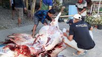 Desa Paringan Sembeleh Kurban 9 Ekor Sapi dan 135 Ekor Kambing di Perayaan hari Raya Idhul Adha 1941 H / 2020