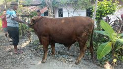 Sebanyak 12 Sapi, 258 Ekor Kambing, Desa Paringan Catat 270 Hewan Kurban pada Idul Adha 2026