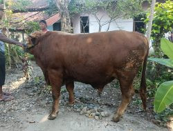 Sebanyak 12 Sapi, 258 Ekor Kambing, Desa Paringan Catat 270 Hewan Kurban pada Idul Adha 2026