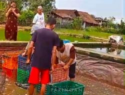BUMDes Paringan Madu Panen 50 Ribu Ekor Lele, Dukung Program Ketahanan Pangan Desa
