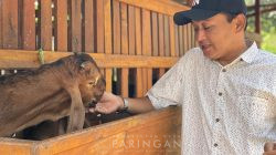 Kades Paringan Dorong Ketahanan Pangan Lewat Peternakan Kambing Etawa