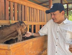 Kades Paringan Dorong Ketahanan Pangan Lewat Peternakan Kambing Etawa