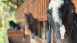 IMG-20260818-WA0181